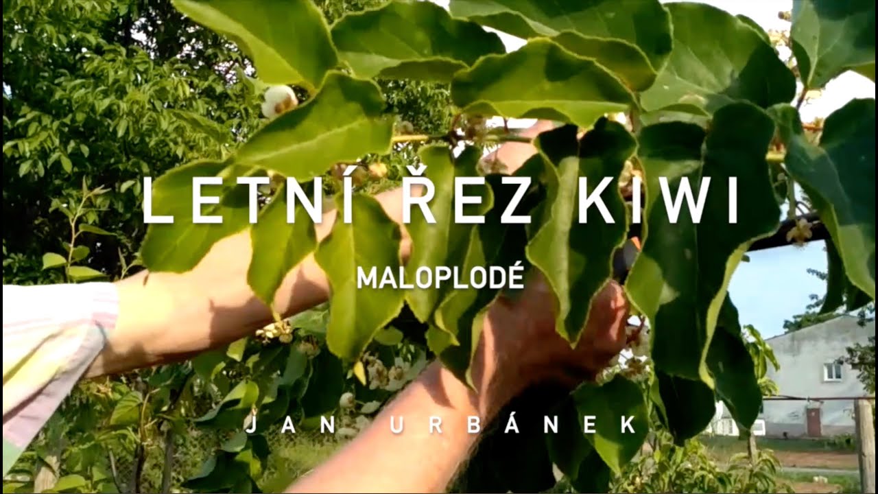 Letní řez KIWI (aktinidia) - maloplodé