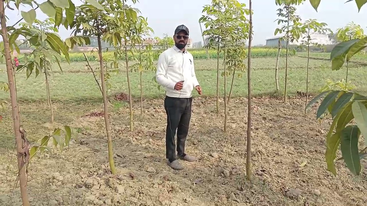 कौन सा प्रजाति का महोगनी का प्लांट लगाए हो सकता है किसानों को मुनाफा