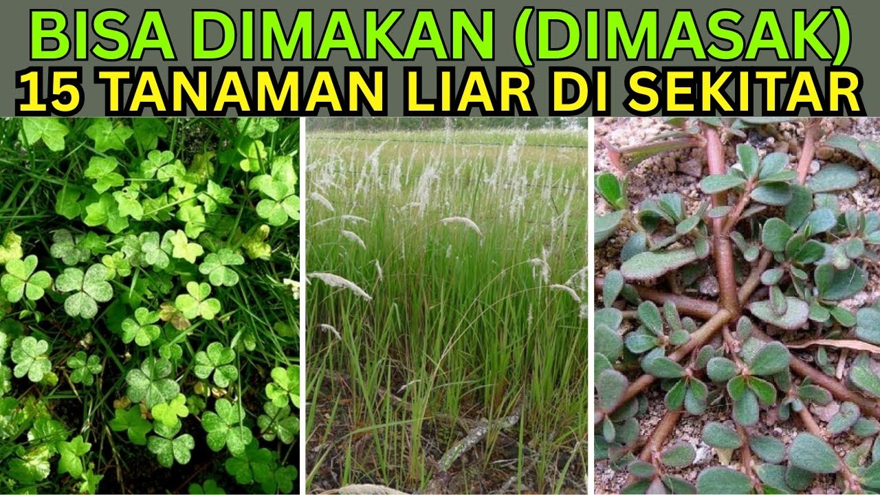 15 Tanaman Liar di Sekitar Rumah yang Bisa Diubah Jadi Sajian Sehat Alami, Gratis, dan Bernutrisi