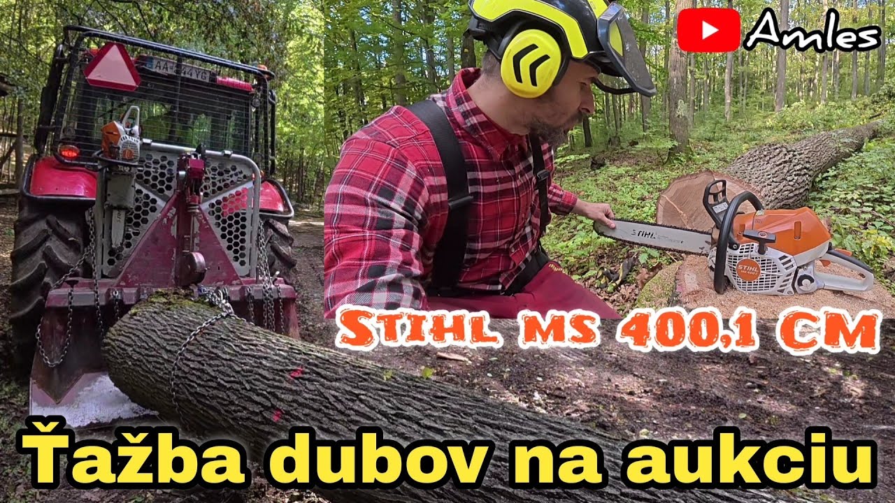 Вырубка дуба для аукциона по продаже древесины | Начало работы на новом стенде | Amles Stihl MS 400