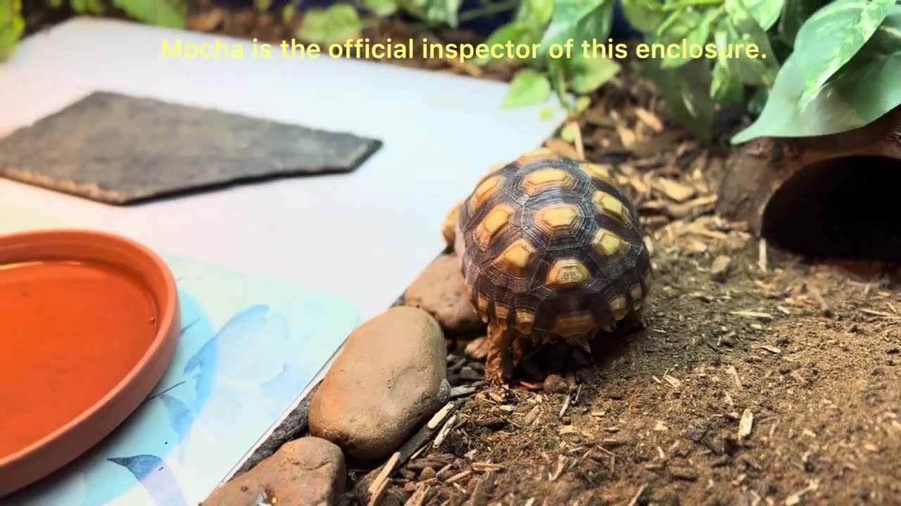 Resetting My Sulcata Tortoise Enclosure | Mocha’s New Habitat Setup 🐢
