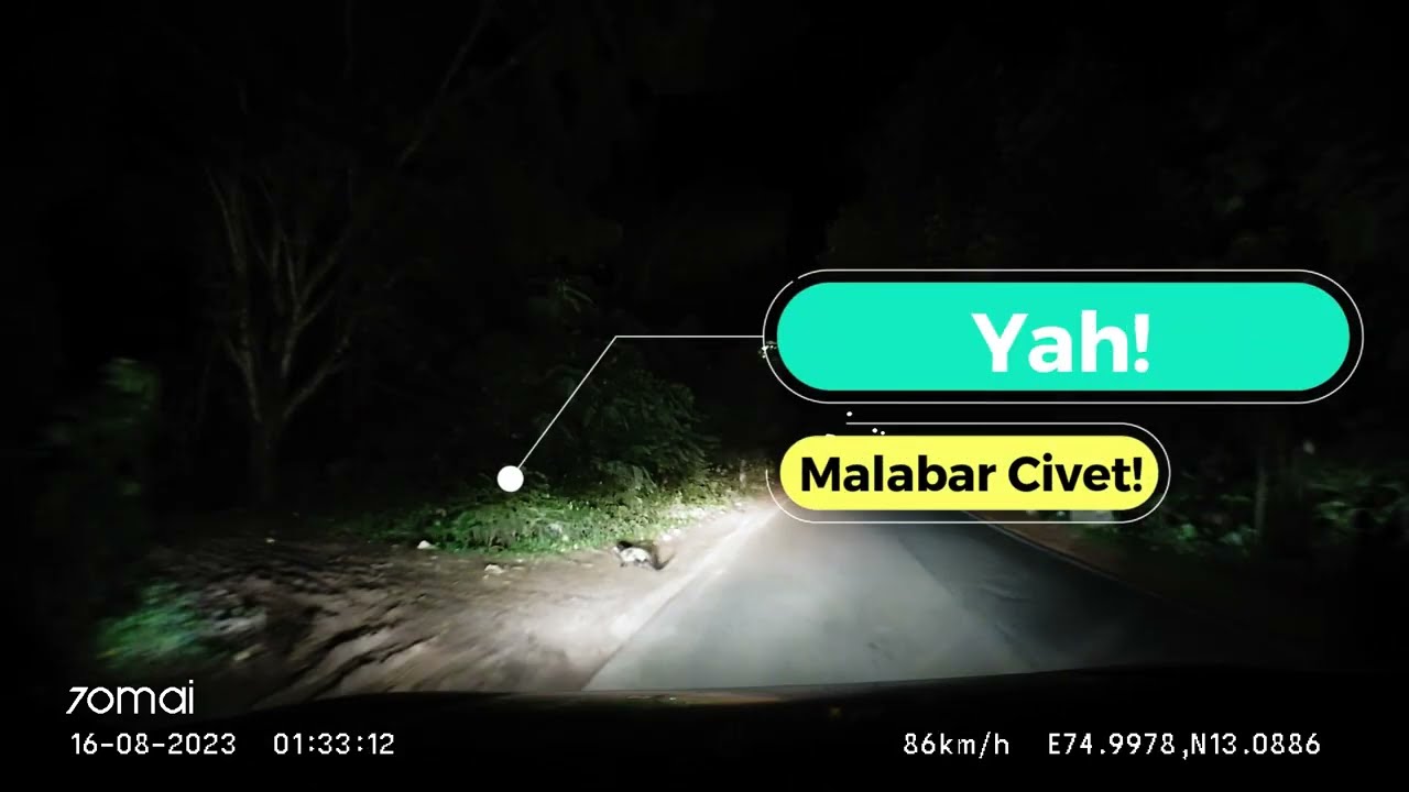 Dash Cam Diaries:  Malabar Civet Spotted near Karkala  