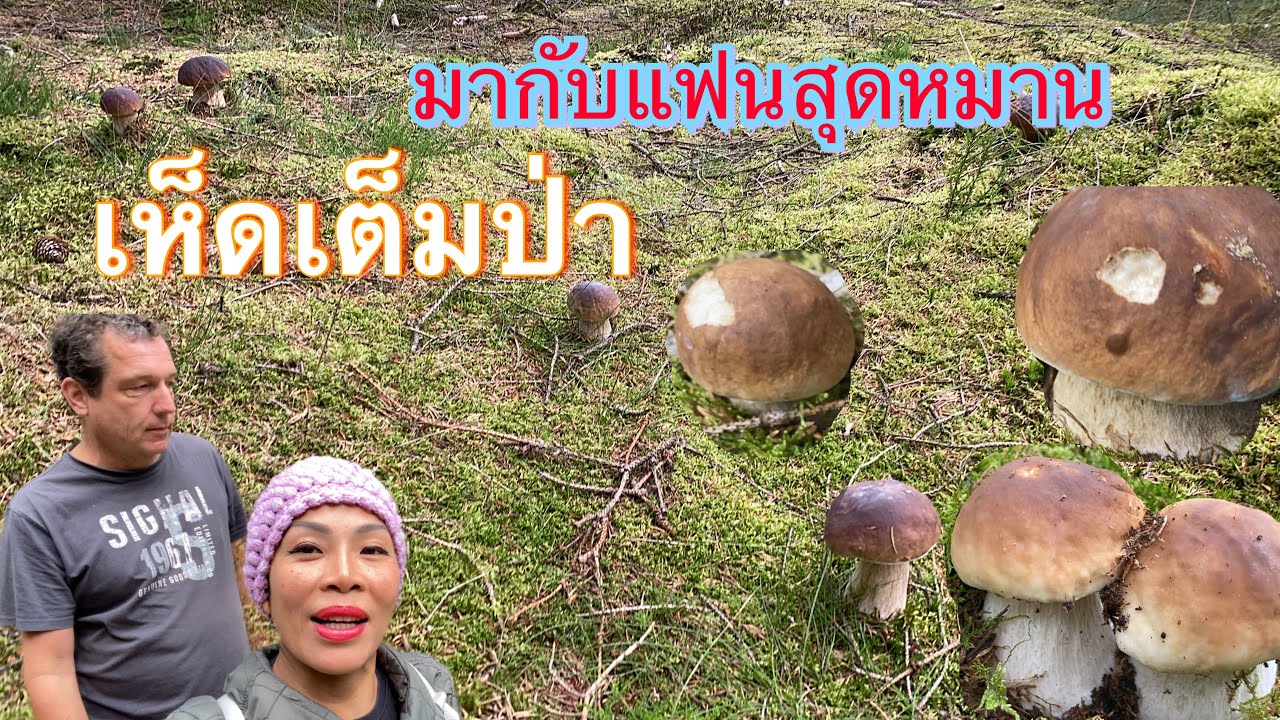 กรี๊ดลุ่นป่าอีกแล้ว # สุดฟิน # สุดหมาน # เห็ดเต็มป่าเข้าถูกป่ามาก.27/8/23.