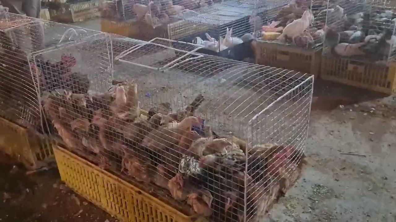 الحمام والطيور بخمسة ريال في السعودية (سوق الطيور بالرياض) وبط و وز بأرخص أسعار