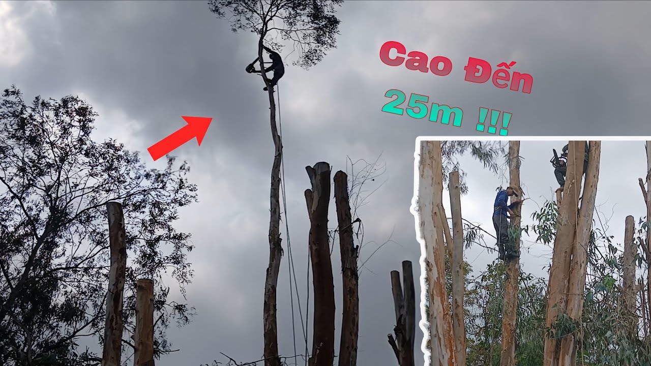 Cưa Cây Bạch Đằng Khai Trương Mùng 7.!