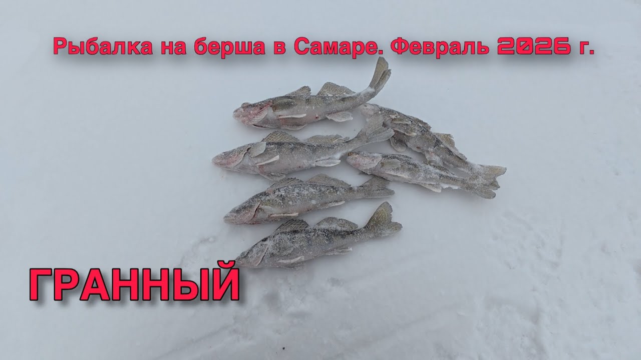 РЫБАЛКА НА БЕРША НА ПОСТАВУШКИ В САМАРЕ. ГРАННЫЙ. ФЕВРАЛЬ 2026 г.