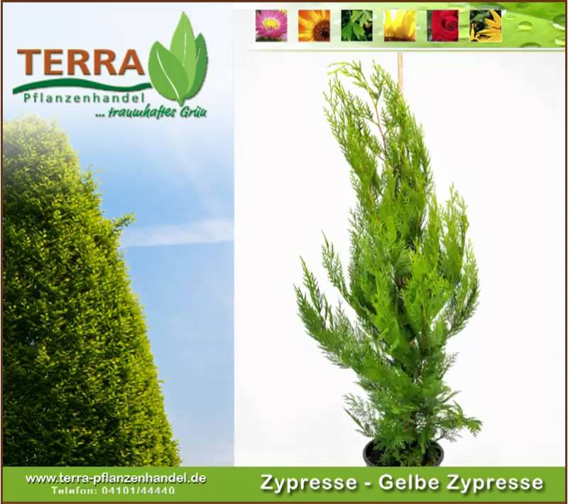 Zypresse