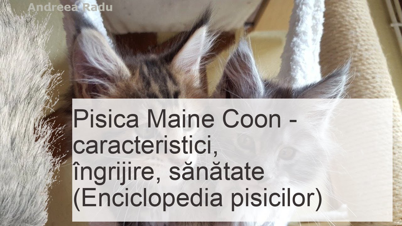 Totul despre pisicile Maine Coon. Speranta de viata, ingrijire, caracter