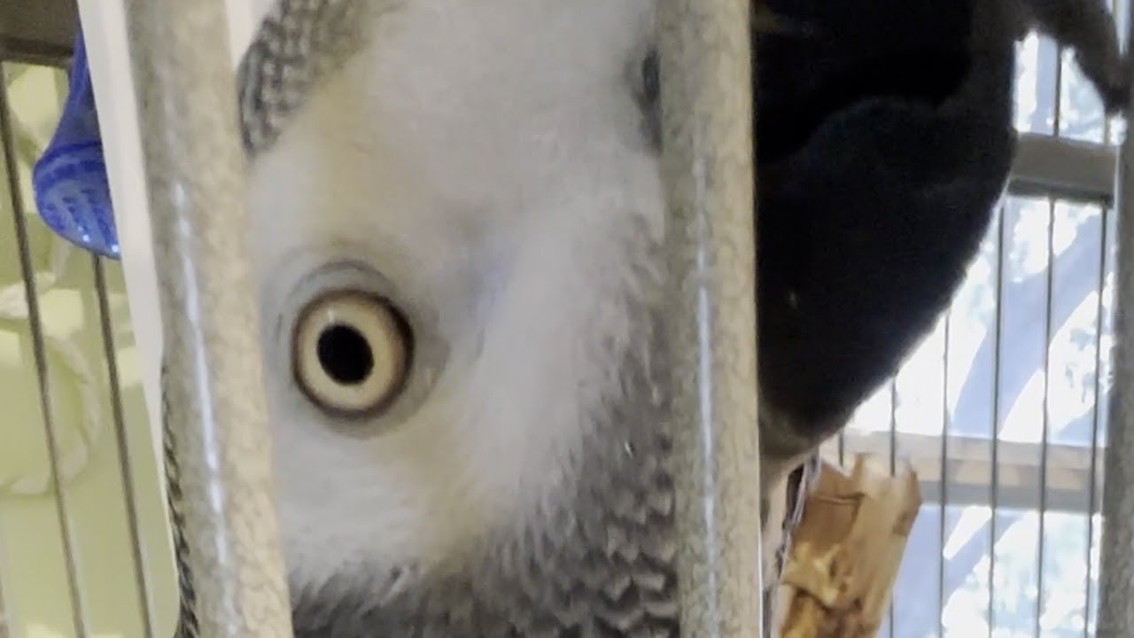 Apollo Going Off in the Cage