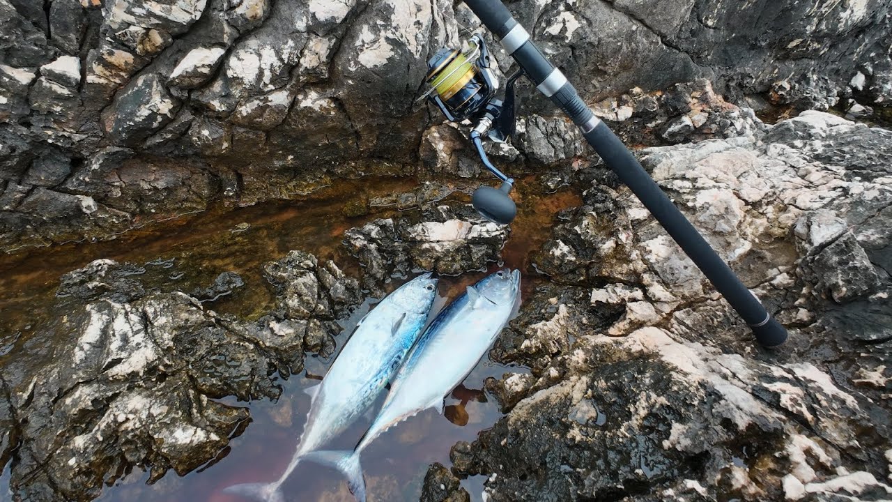 Decembar action in shore jigging- Shimano spheros 6000hg 