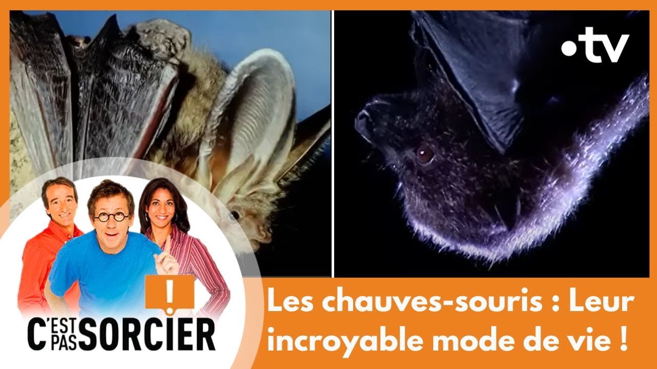 Les chauves-souris : Leur incroyable mode de vie ! - C'est pas sorcier [Intégrale]