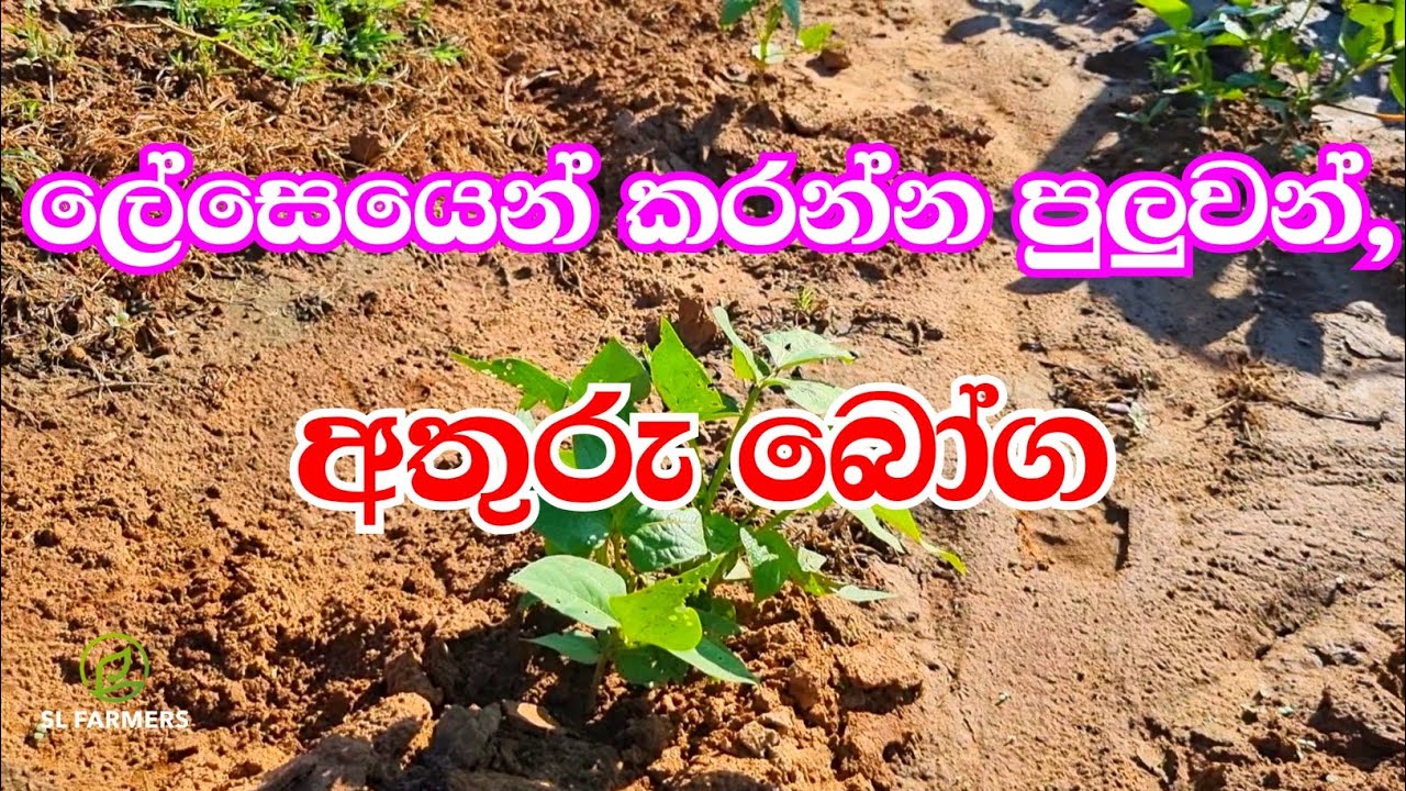 8 December 2025|slfarmers |agriculture |අතුරුබෝග වගාව|