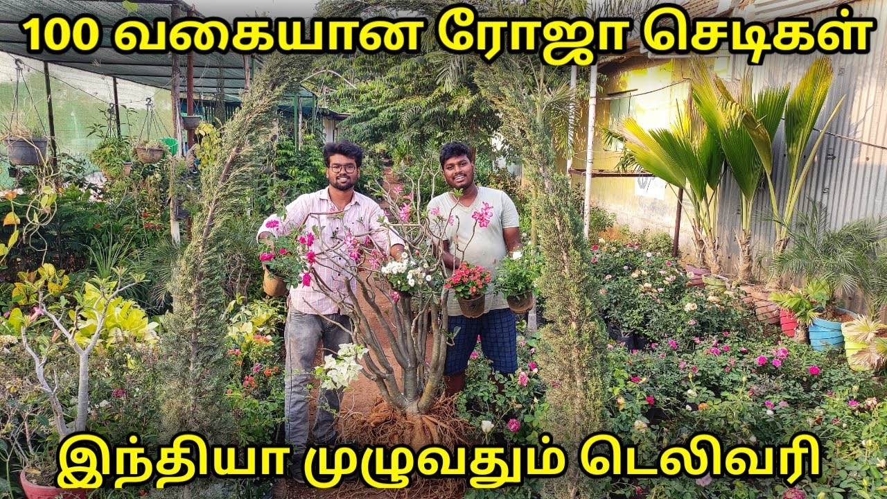 ஒரு செடியாக இருந்தாலும் Online டெலிவரியில் வாங்கலாம்🌹🌿 | different rose plants | cheapest nursery