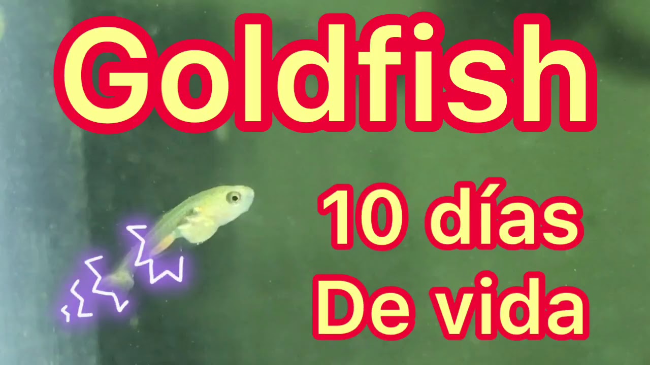 Cuantas veces comen las crías de goldfish Cría de GOLDFISH