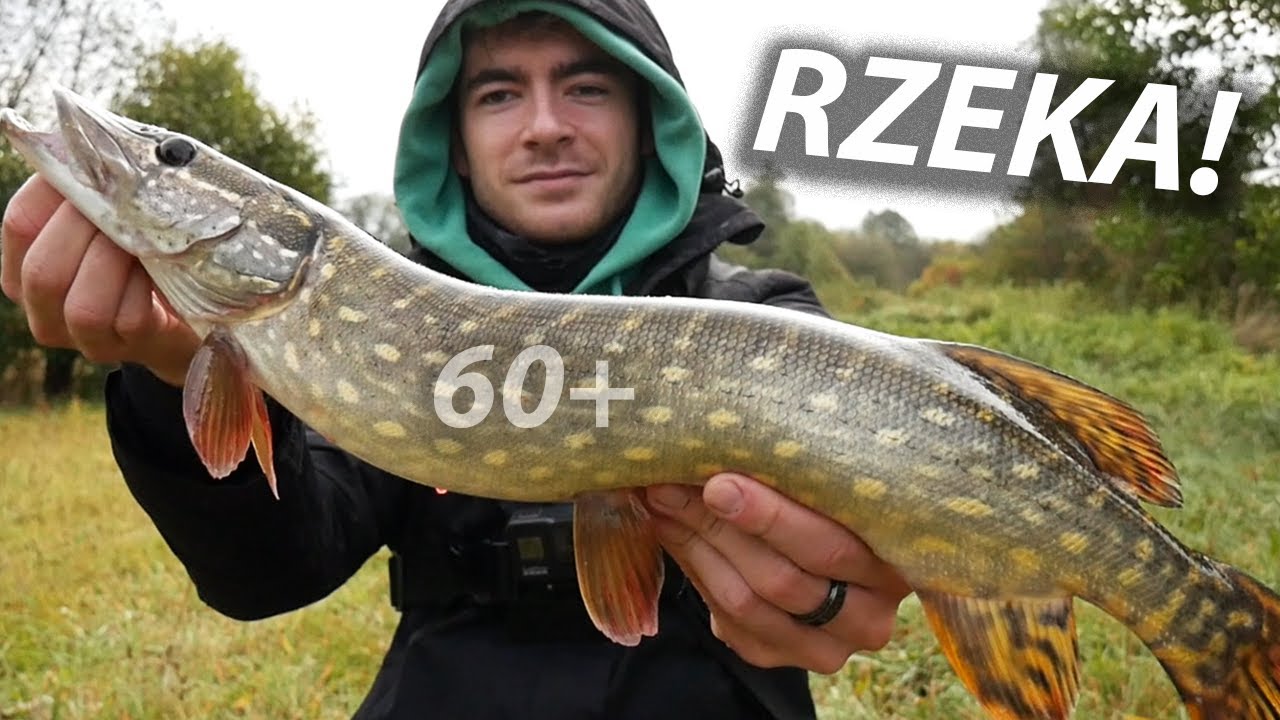 SZCZUPAK NA OKONIÓWKĘ! PIĘKNE RYBY Z RZEKI! JESIENNY SPINNING NA RZECE!