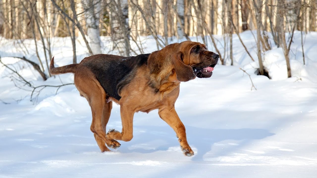 The Amazing Role of Bloodhounds in Police Work