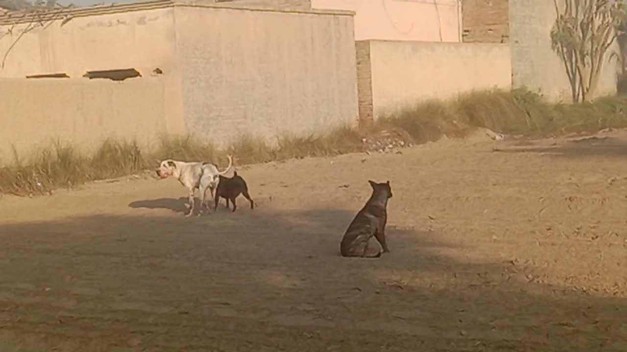Village Life Story of True Friendship Where a Big Dog Loyally Stays Close to His Beloved Friend 🐕🤍