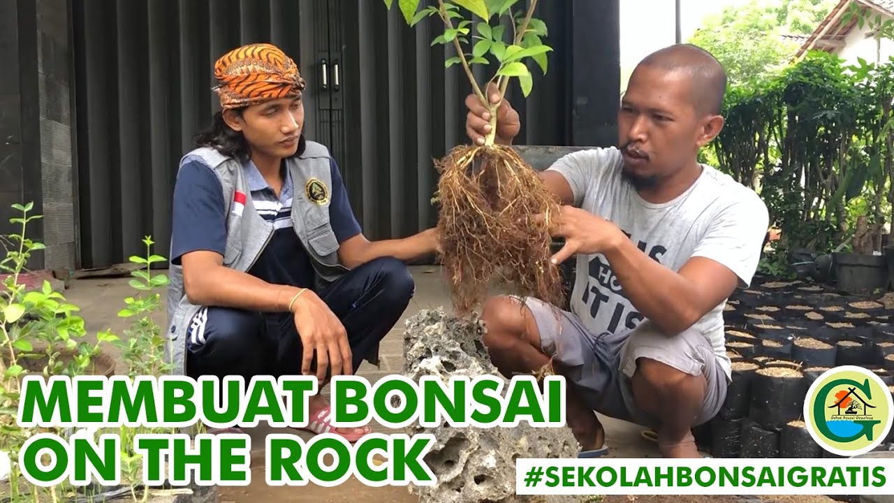 MEMBUAT BONSAI ON THE ROCK BERSAMA MAS BOWONGSO | #SEKOLAHBONSAIGRATIS