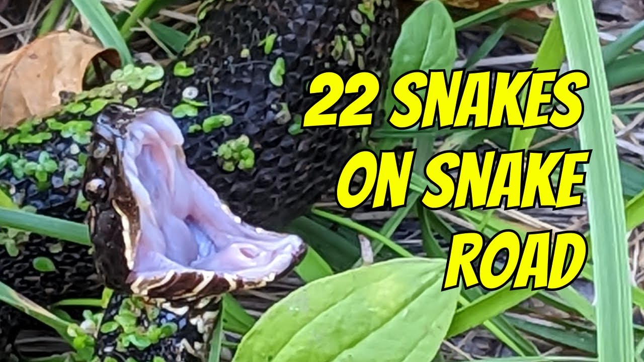 22 Snakes on Snake Road | Field Herping Illinois