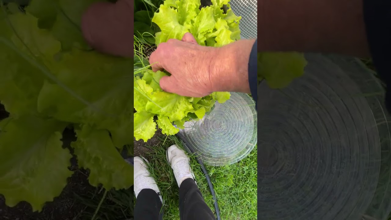 How’s your garden growing