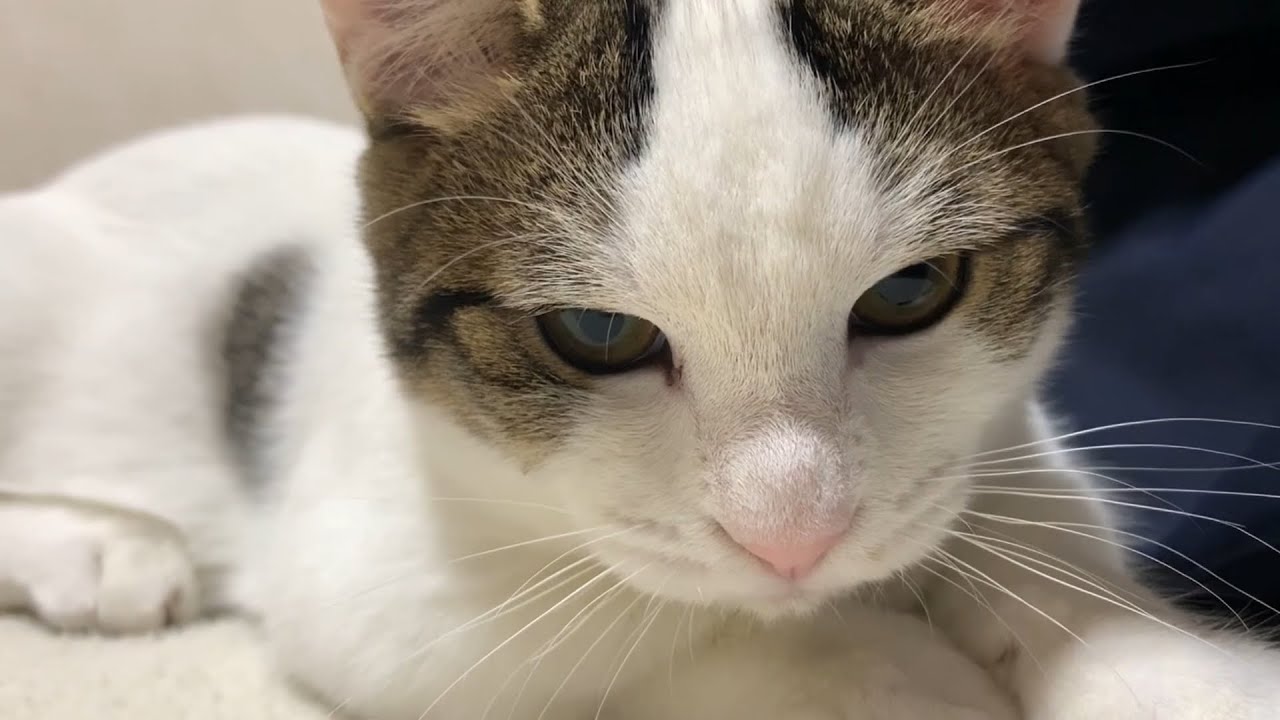 お父さんと寝っ転がる猫がかわいい   Cute cat sleeping with dad.