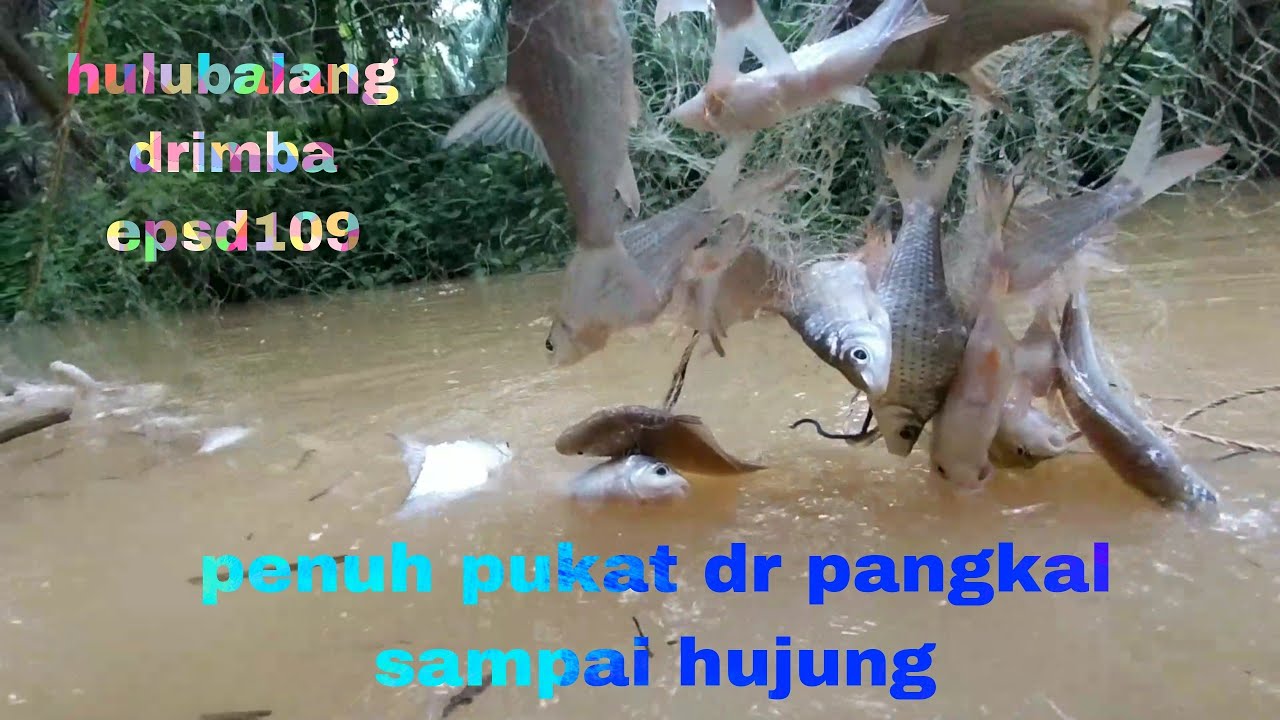 gerombolan ikan melanggar pukat banjir..penuh ikan dr pangkal sampai ke hujung.