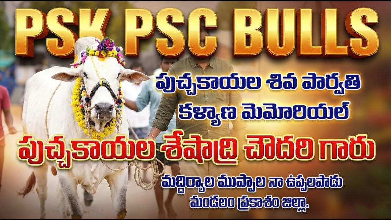 🚩5/2/2026నాదెండ్ల  జూనియర్స్ 10జత PSK PSC BULLS పుచ్చకాయల శేషాద్రి చౌదరి గారు పరశురాం కొమరం భీమ్