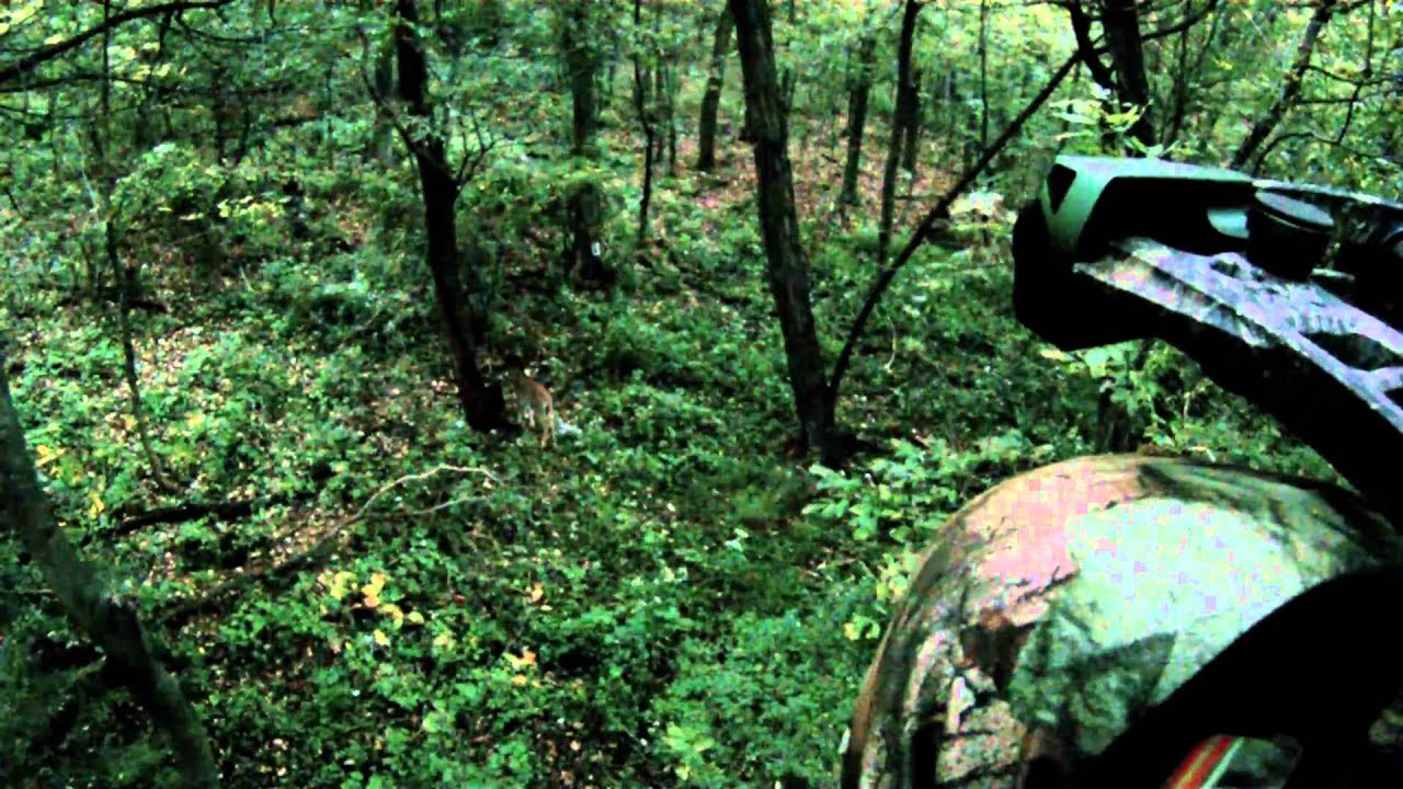 Big Old Button Buck!