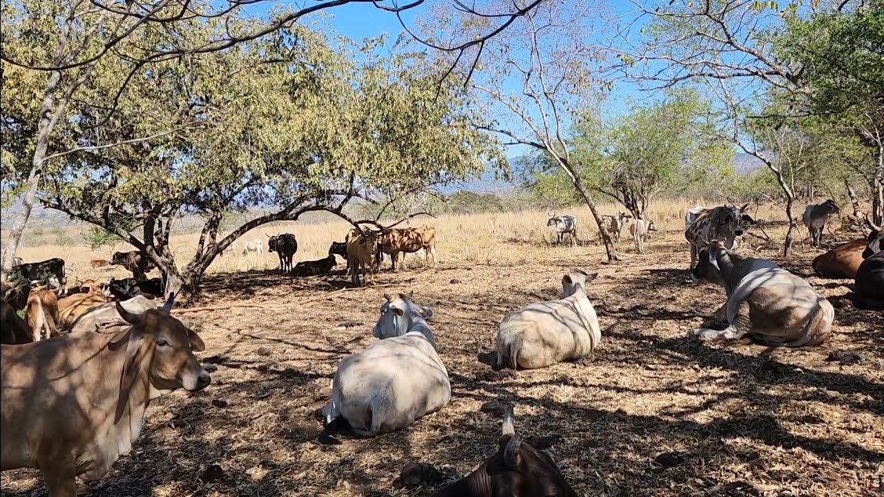 cambiando  nuevamente el  ganado  de potrero 🐂🐃🐄