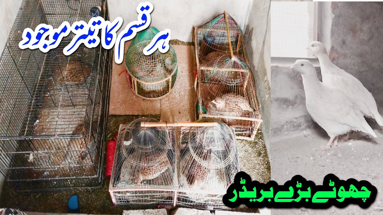 Teetar for sale || irani teetar || dakhni teetar || white Teetar || تیتر فارسیل ایرانی سفید دکھنی 