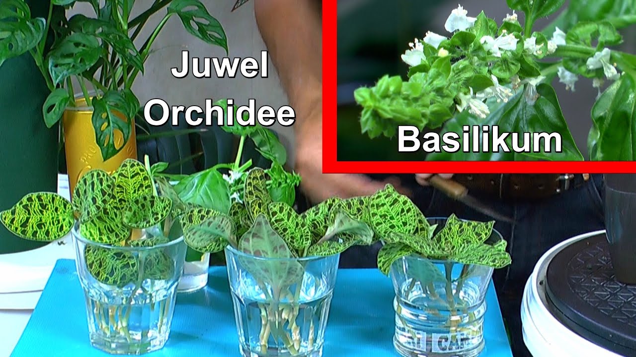 Juwelorchideen retten und vermehren und pflegen, vorab Basilikum im Haus