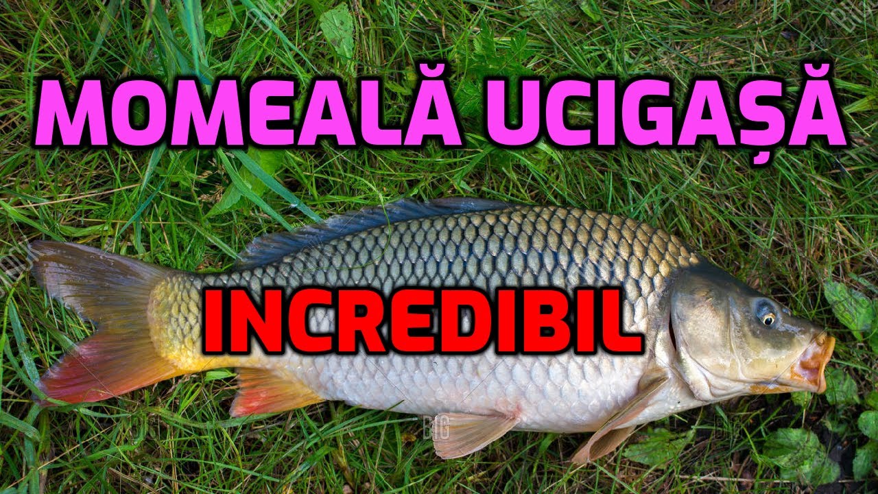 Momeală ucigașă pentru pescuit la crap, caras și plătică