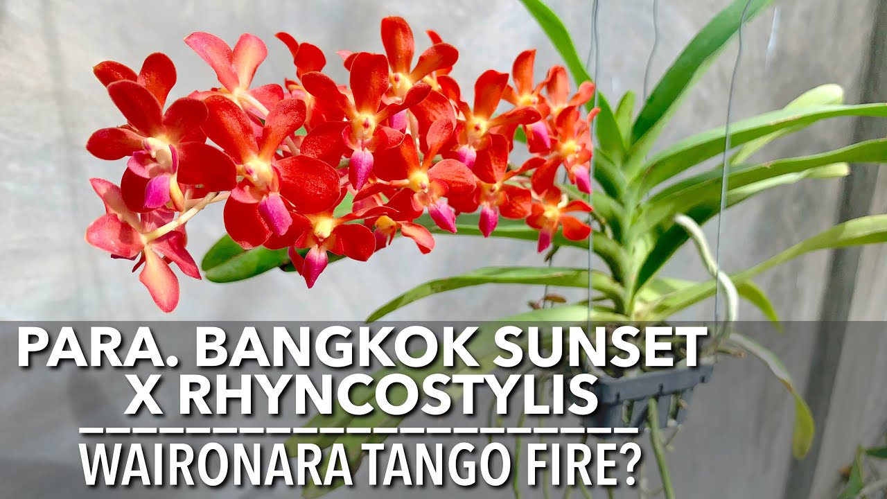 PARA. BANGKOK SUNSET X RHYNCOSTYLIS | Waironara Tango Fire? | Vanda Orchid in Full Bloom