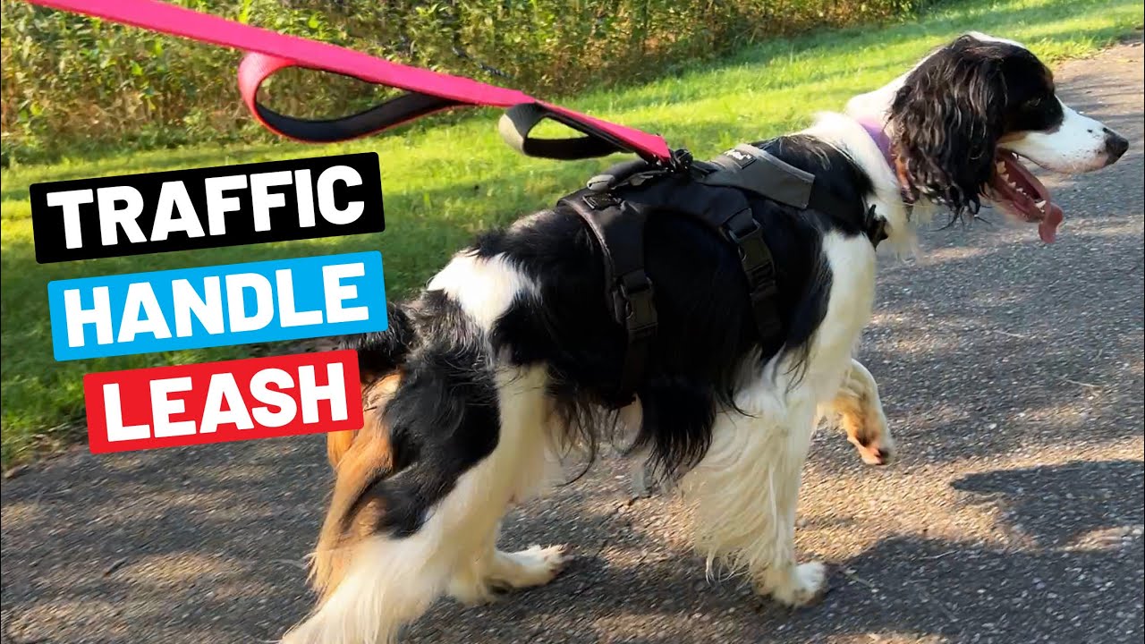 Best Dog Leash With Traffic Handle