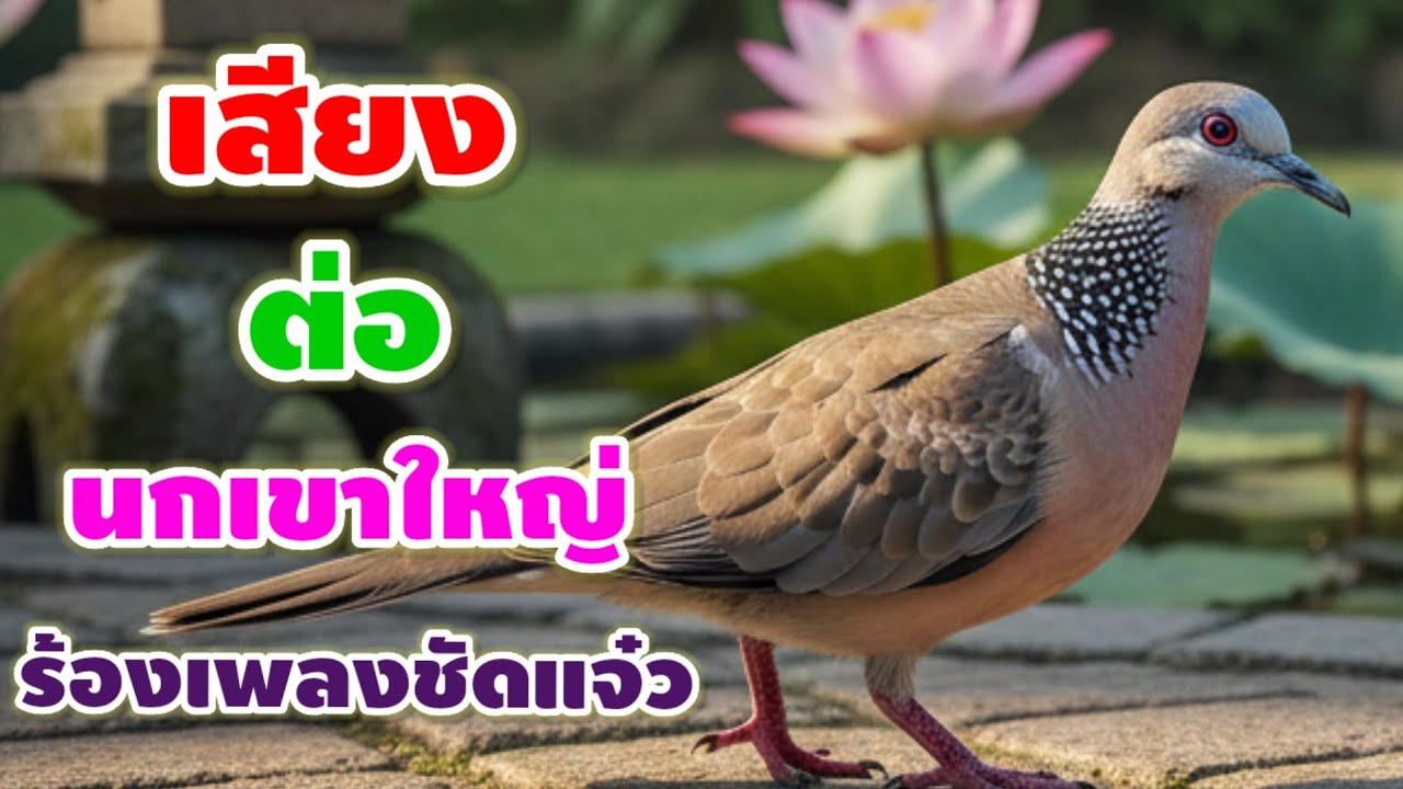 วันนี้นกเขาใหญ่ของฉันสวยมสกและร้องเพลงเพร่ะมากเช่นกัน ร้องเพลงหมานๆ เลย ร้องเพลงเพราะในป่าไผ่ที่สงบ