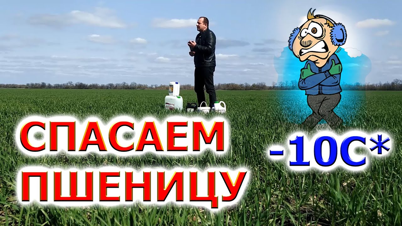 ПОДКОРМКА ПО ЛИСТУ пшеница ... | #антистресс #акм #эндофит