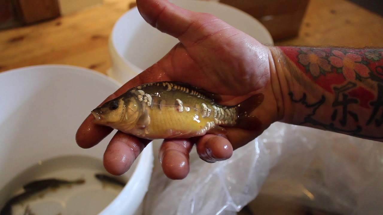 Unboxing 100+ VS Fishery C1 Carp
