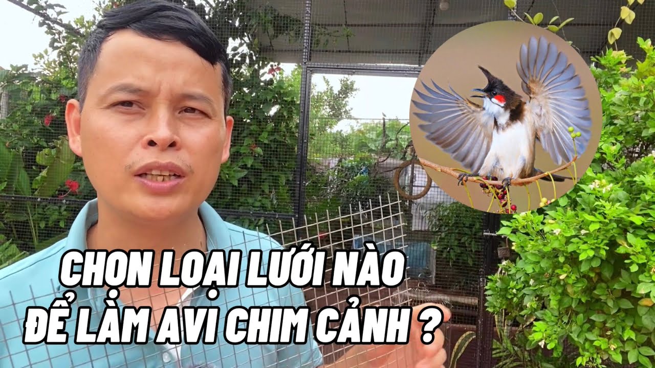 Chọn loại lưới nào để làm avi chim cảnh cho phù hợp?