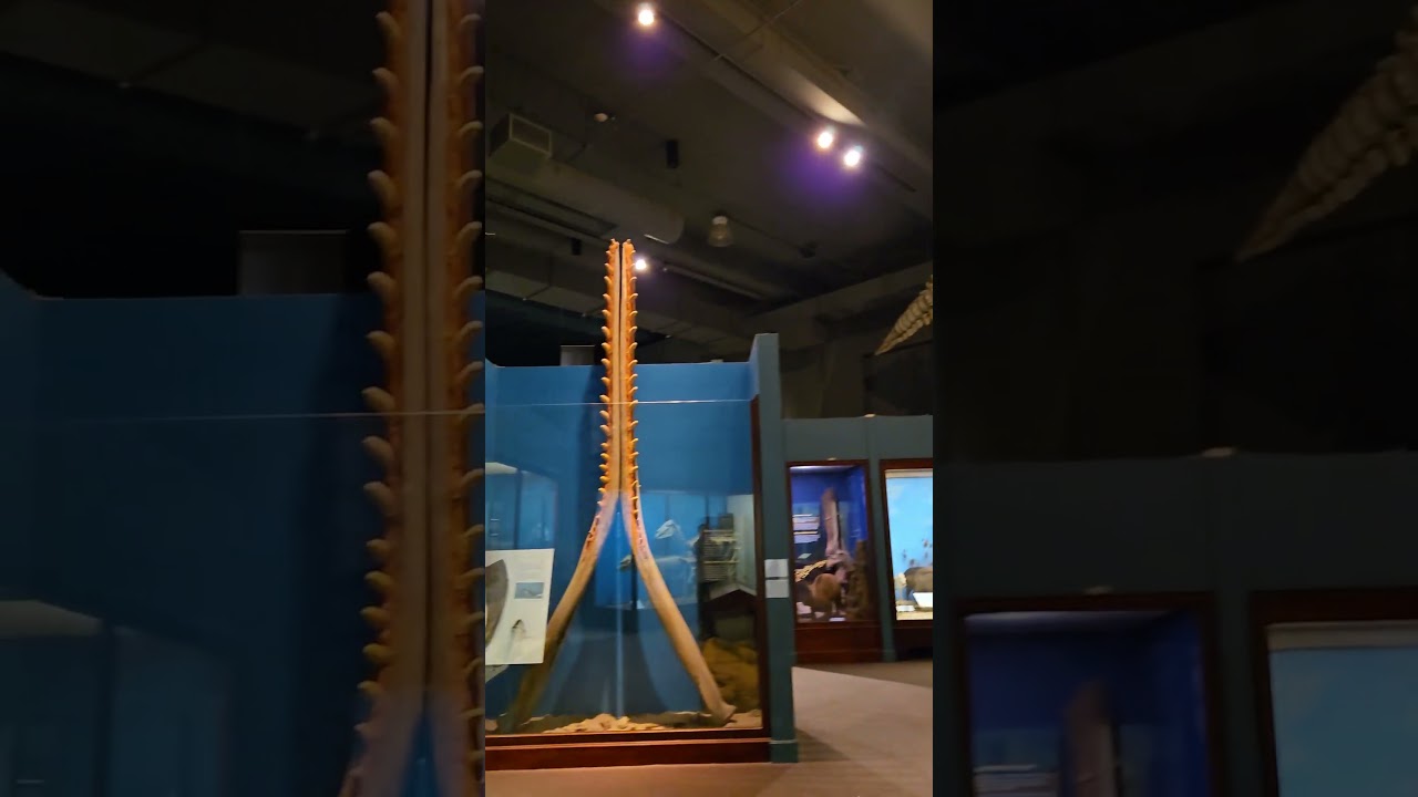 cool fossils at the field museum #chicago #dinosaur #fieldmuseum #cool