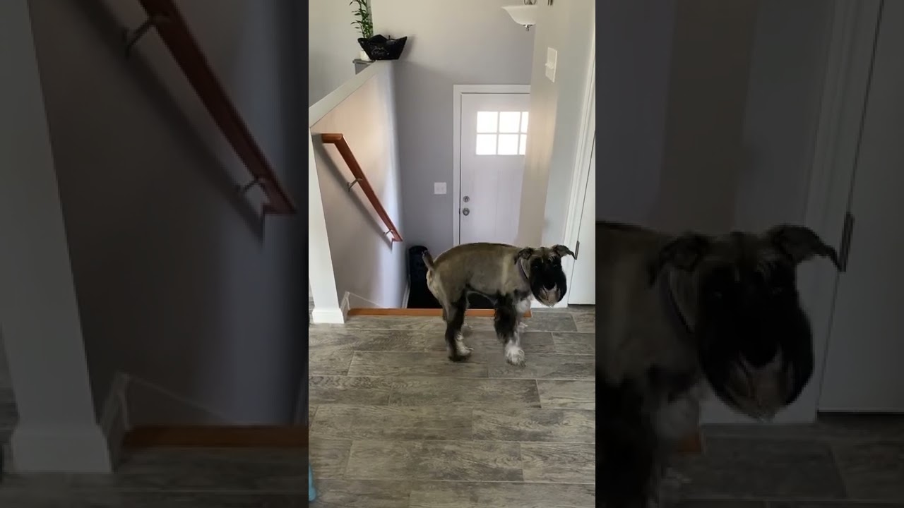 Cute puppy crying !