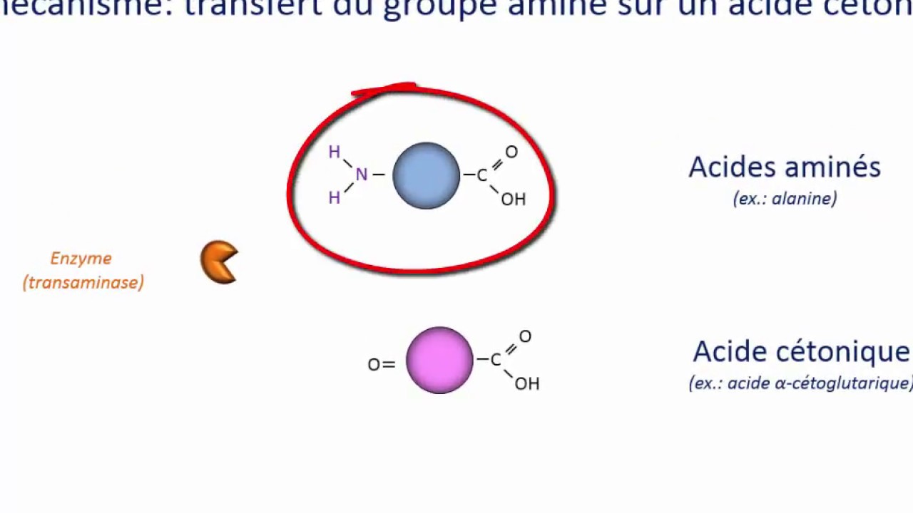 Néoglucogenèse à partir d'acides aminés