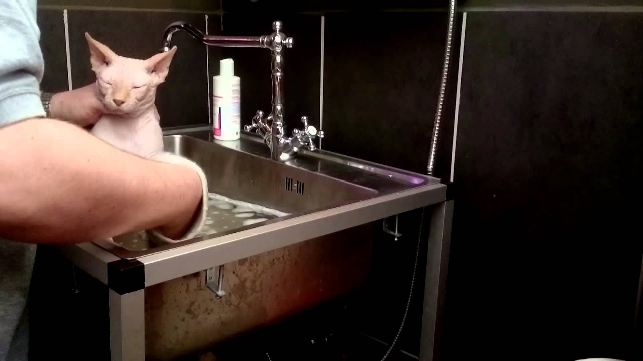 How to wash a Sphynx Cat