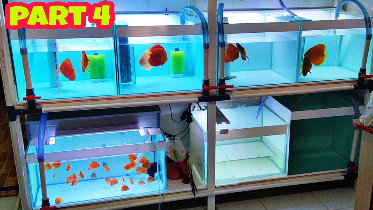 Update Tank Breeding Ikan Discus Part 4