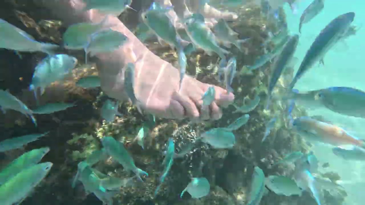 Fish spa massage !