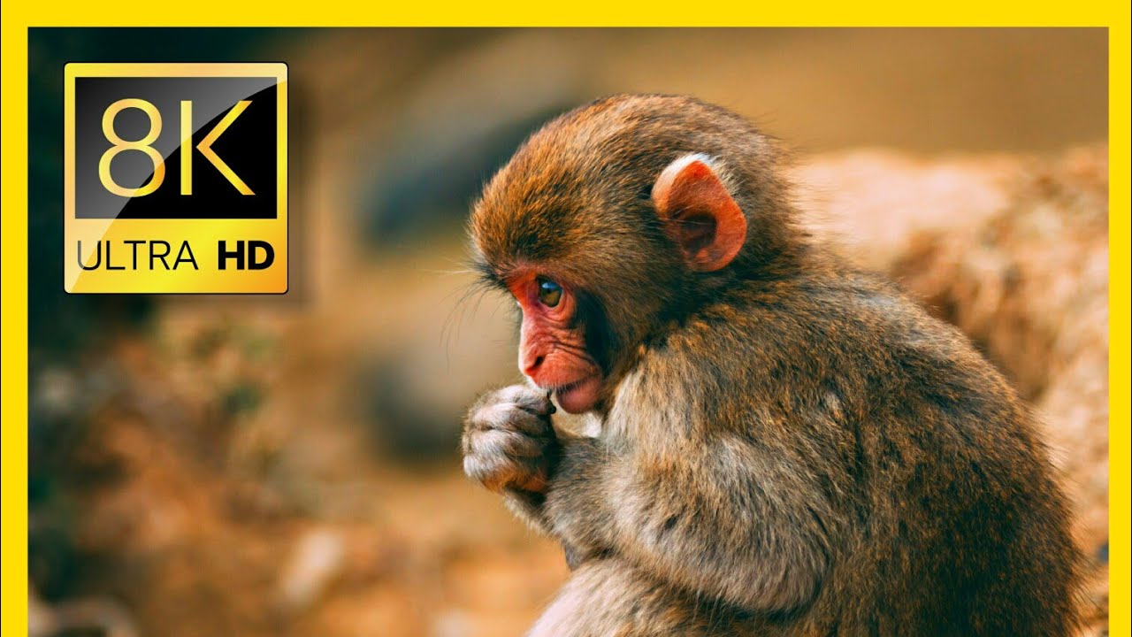 Amazing Animals Collection 8K HDR 60FPS ULTRA HD || Unique Animals around the world ||