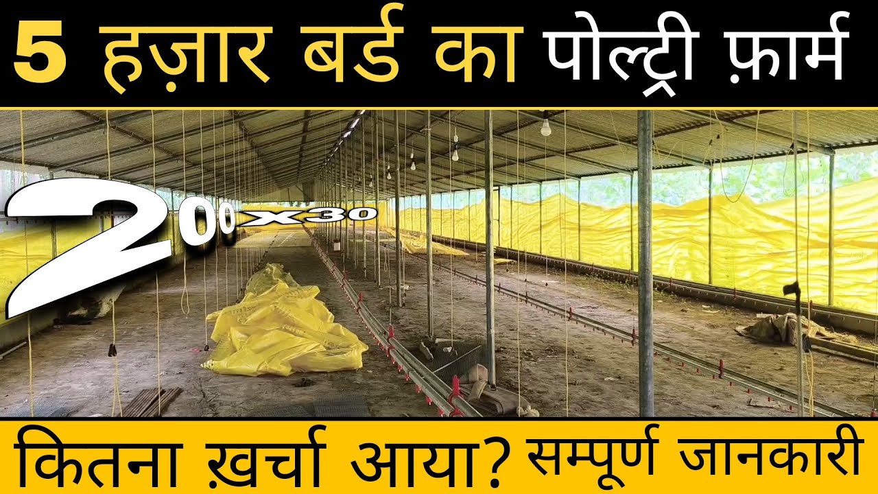 5000 बर्ड 🐔 पोल्ट्री फ़ार्म का पूरा ख़र्चा ?| 200x30 शेड का Low Budget set-up 