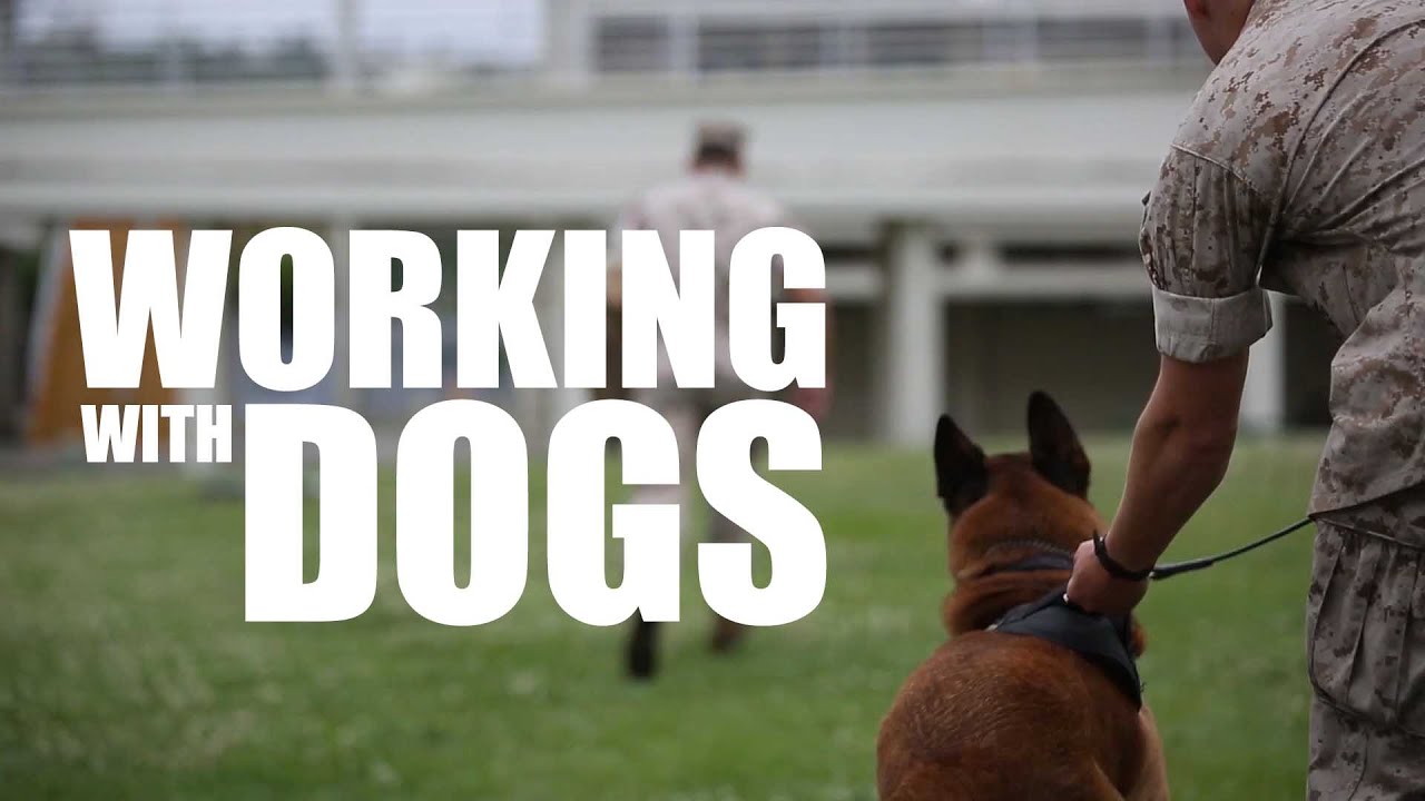 PMO Marines Prove Why K9's Make the Best Teammates