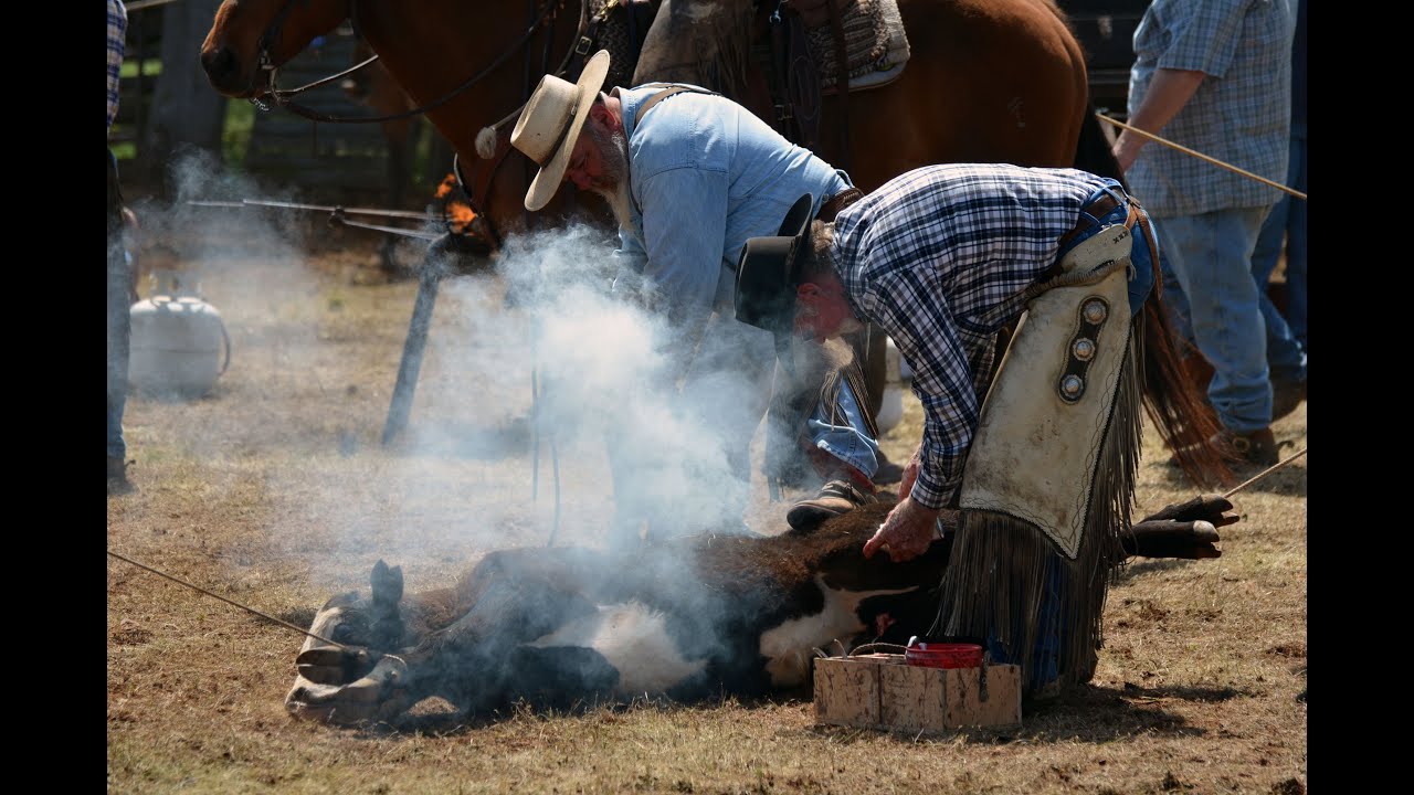 Cattle Branding