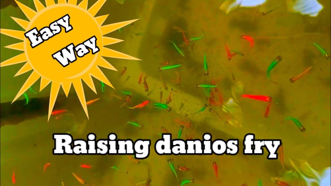How to care danios fry