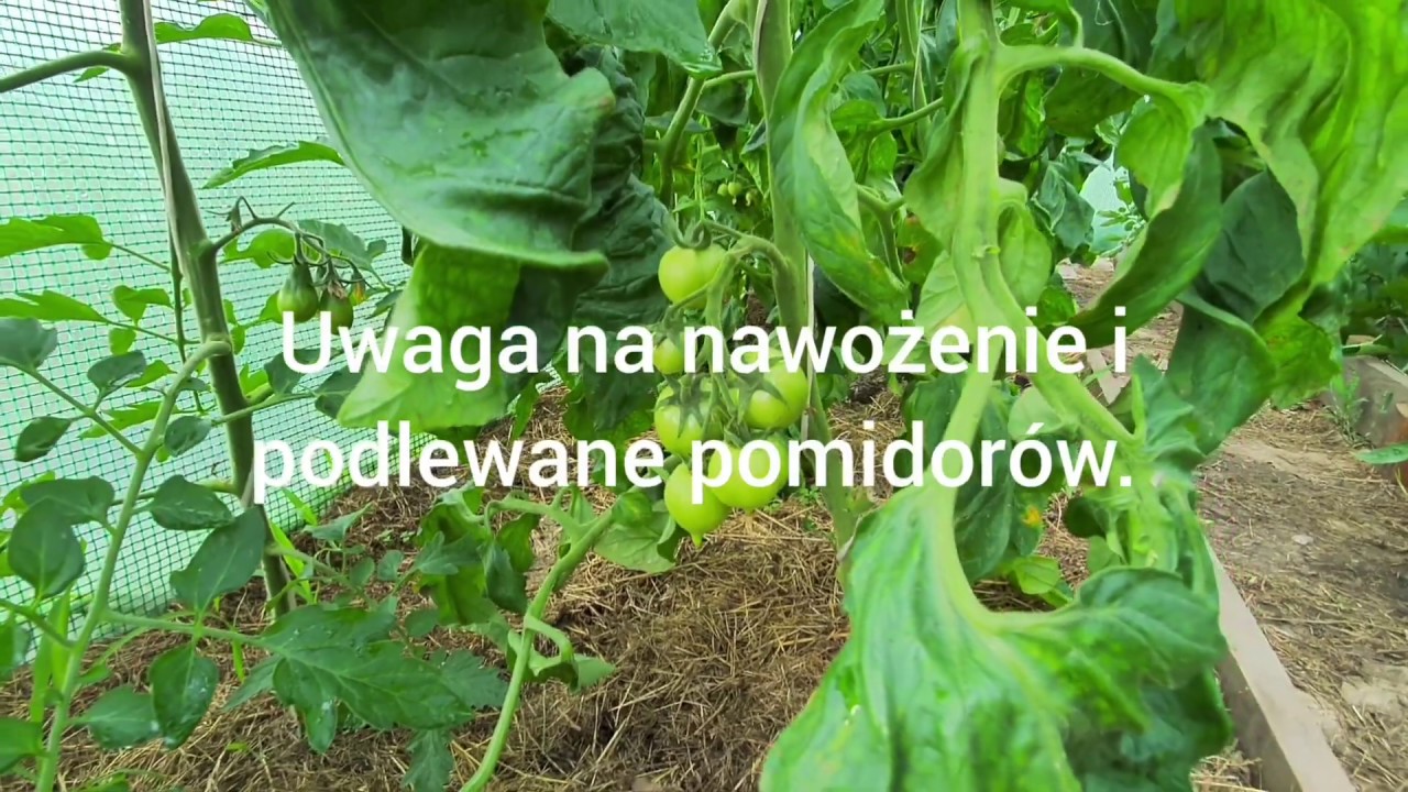 Uwaga na nawożenie i podlewanie pomidorów